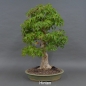 Preview: Acer buergerianum hinten